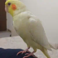 عروس هلندی لوتینو در شهرک جوادیه گم شده