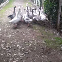 غاز محلی 8 ماعه کشتاری