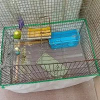 مرغ عشق|پرنده|قم, امامزاده ابراهیم|دیوار