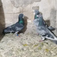 سوسنی دم سفید شمک دار ماده