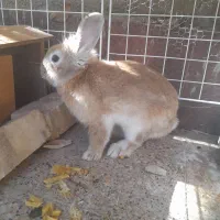 خرگوش|موش و خرگوش|تربت جام, پاسداران|دیوار