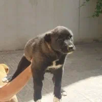 دوتا سگ ماده