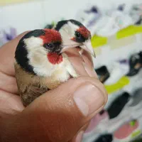 فروش سهره|پرنده|یزد, |دیوار