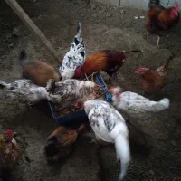 فروش مرغ گلیم لری تخم گذار جهتجوجه کشی