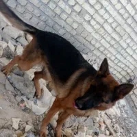 واگذاری سگ ژرمن ماده
