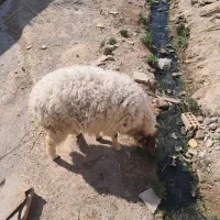دوعدد گوسفند نر وماده