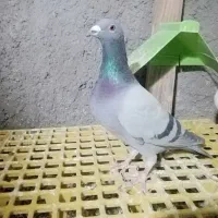 کبوتر