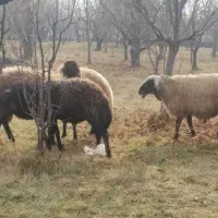 گوسفند نر گوشتی گیلو305 هزار|حیوانات مزرعه|ارومیه, |دیوار