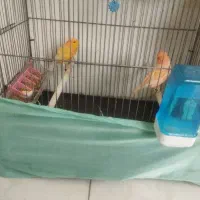 یکجفت قناری ردفکتور باتخم