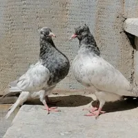 کله آبی|پرنده|سمیرم, |دیوار