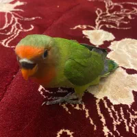 فر‌وش طوطی برزیلی