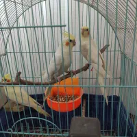 عروس هلندی|پرنده|شیروان (خراسان), |دیوار