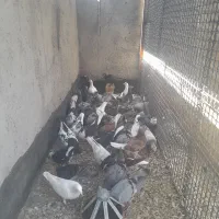 جوجه کفتر ۵شیش پر