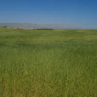 زمین کشاورزی
