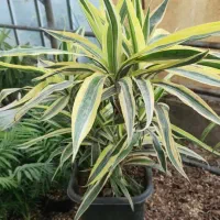 گل گیاه آموزش و نگهداری گلهای آپارتمانی|گل و گیاه طبیعی|تهران, زیبادشت|دیوار