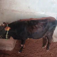 گاو ماده فروشی