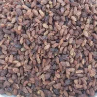 مویز درجه یک