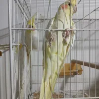 جفت عروس هلندی لوتینو کارداده
