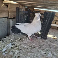 کبوتر|پرنده|بهبهان, |دیوار