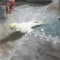 عروس هلندی گمشده مژدگانی ۵۰۰