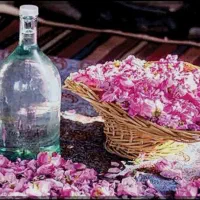 گلاب خانگی