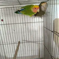 طوطی برزیلی کوتوله|پرنده|شیراز, گل سرخ|دیوار