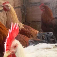 خروس محلی خوب وچاق|حیوانات مزرعه|سبزوار, جهاد کشاورزی|دیوار