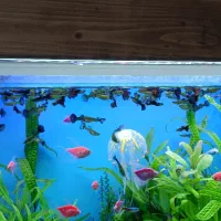 فروش ماهی گوپی و گیاه رو آبی