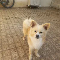 سگ پاکوتاه در الوند