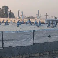 ۵۰ تا کفتر فروشی|پرنده|روداب, |دیوار