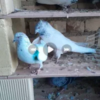 کفتر|پرنده|سردرود, |دیوار