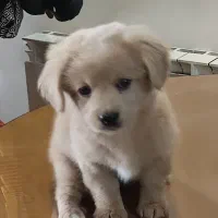 سگ میکس گلدن و اشپیتز