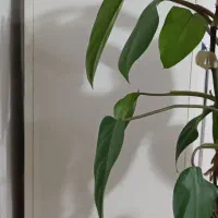 کمد سالم|جاکفشی، کمد، دراور|بهشهر, |دیوار