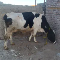 گاو جوان گوشتی شیری