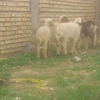 بز بره میش|حیوانات مزرعه|دزفول, |دیوار