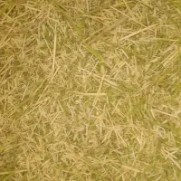 علوفه|حیوانات مزرعه|سنقر, |دیوار