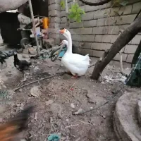 قوغاز|حیوانات مزرعه|گنبد کاووس, |دیوار