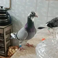 نر ماده پلنگ زات اردن