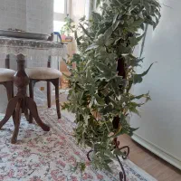 گلدان برگ انجیری|گل مصنوعی|تهران, انبار نفت|دیوار