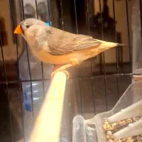 فنچ ماده فول اورنج گرید A+ مولد|پرنده|تهران, دبستان|دیوار