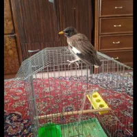 مرغ مینا پاکستانی اصل