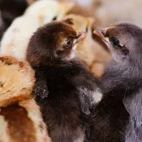 فروش جوجه بومی دورگه گلپایگان و کرمانشاهی
