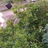 فروش زمین جنگلی در لفور|فروش زمین و ملک کلنگی|آلاشت, |دیوار