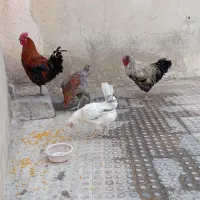 مرغ و خروس همشون باهم میفروشم|حیوانات مزرعه|ملکشاهی, |دیوار