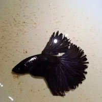 فایتر کلکسیونی|ماهی|پردیس, فاز ۱۱|دیوار