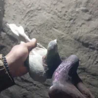 کفتر خوب|پرنده|یزد, |دیوار