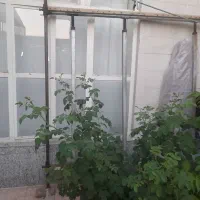 دار فرش