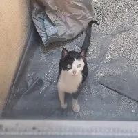 گربه