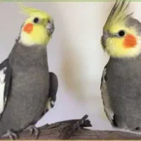 عروس هلندی