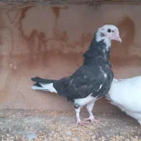 کفتر پرشی|پرنده|قم, ولیعصر|دیوار